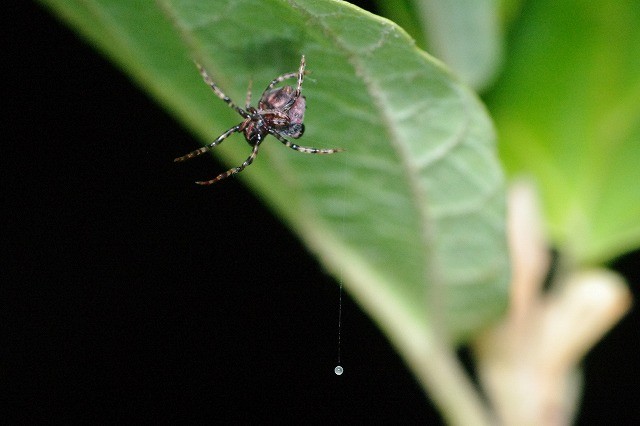 f:id:anhedonia:20150811055848j:image