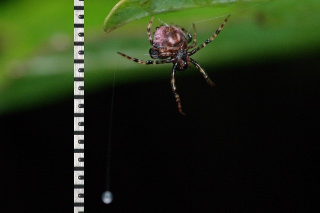 f:id:anhedonia:20150811055849j:image