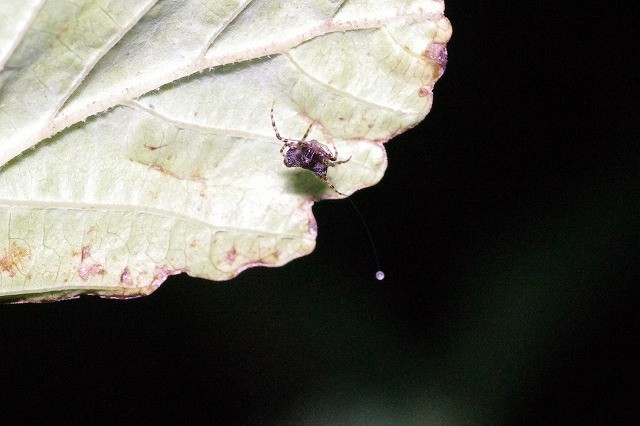 f:id:anhedonia:20150811060029j:image