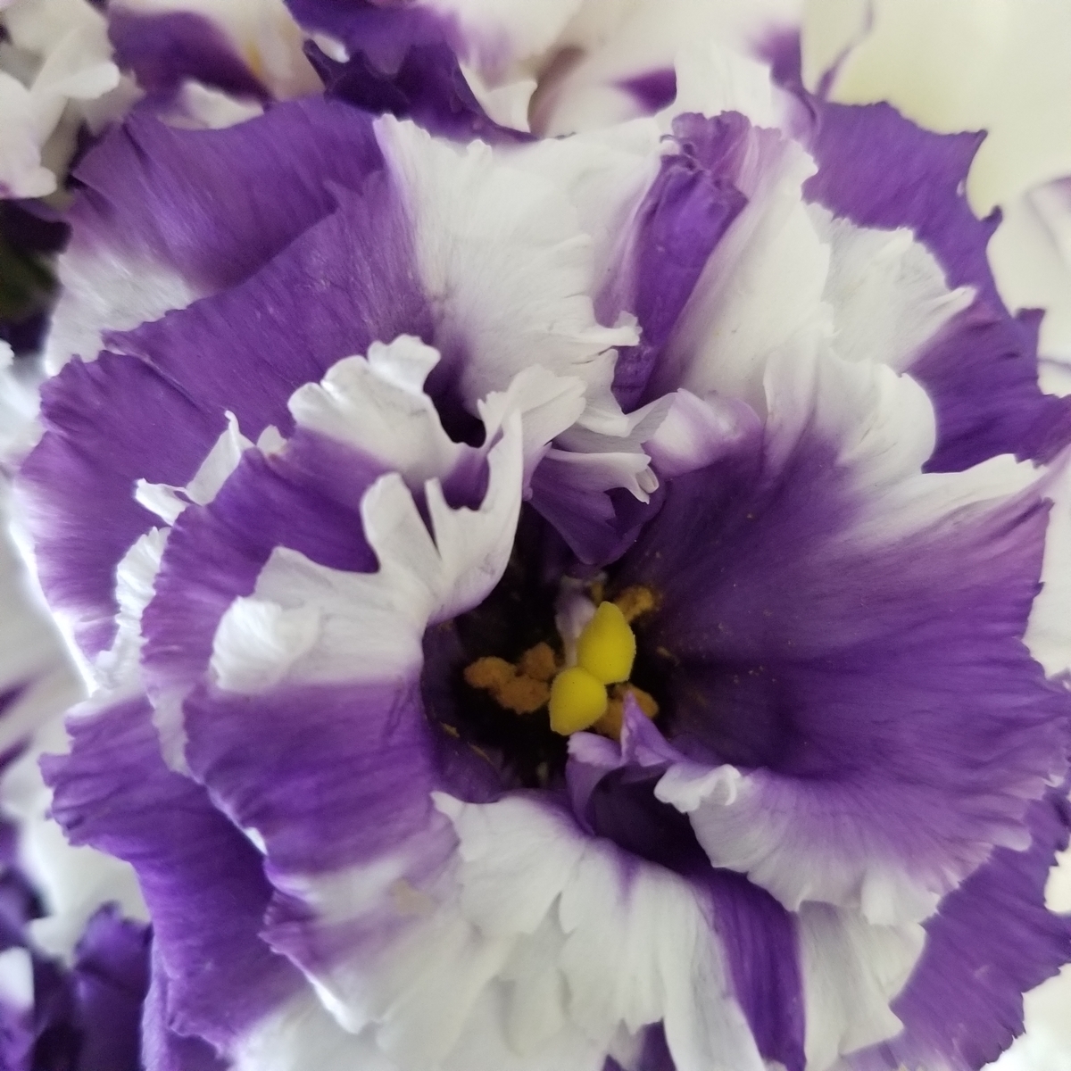 f:id:anika12245:20190715183320j:plain f:id:anika12245:20190715183320j:plain