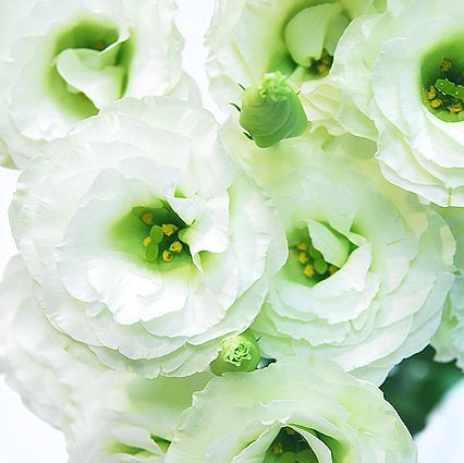 f:id:anika12245:20190715215819j:plain f:id:anika12245:20190715215819j:plain