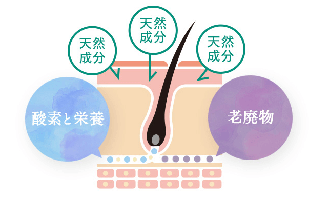 プリミストが血行促進