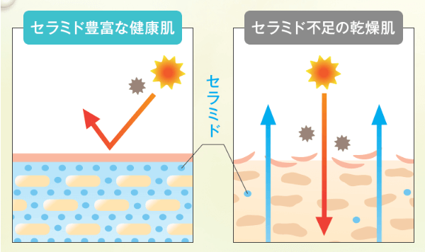 美温令は3つのセラミド