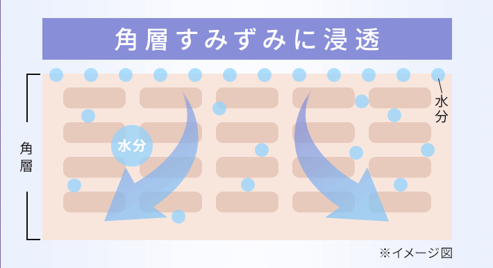 ミコモイの天然セラミドで角層すみずみまで浸透