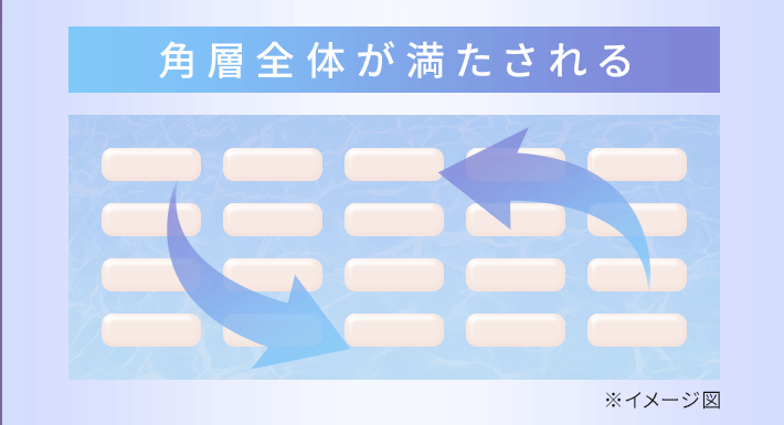 ミコモイの天然セラミドで角層全体が満たされる
