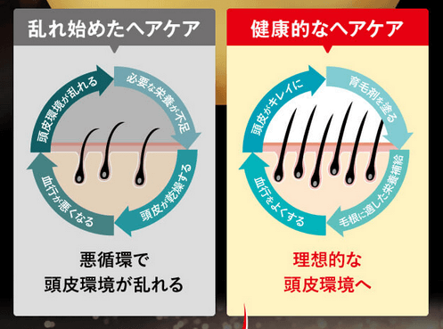 健康的なヘアサイクルが大事