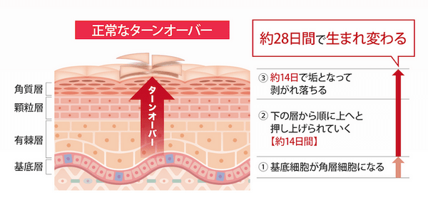 ナノポロンが正常のターンオーバーをサポート