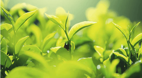 パーフェクトリボーンは茶カテキン配合