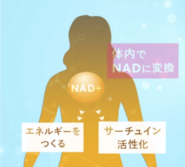 金のNMNはNADを作り出す