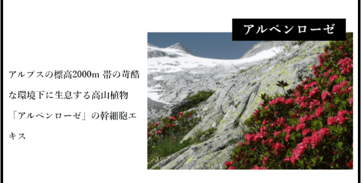 エスフォルノはアルペンローゼ幹細胞