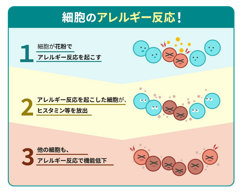 ケルセフィットは花粉対策に最適