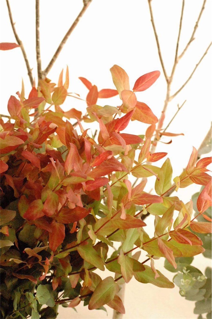 f:id:anima-florist:20160910072902j:image