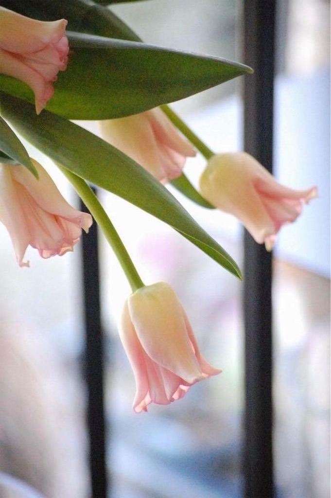 f:id:anima-florist:20180210132421j:image