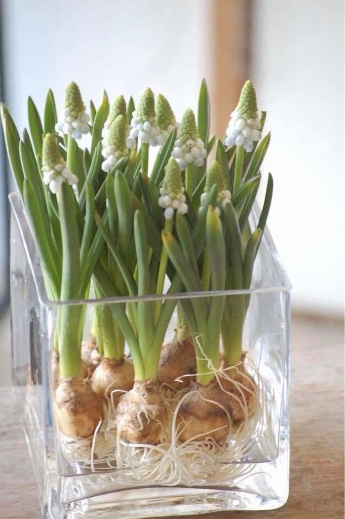 f:id:anima-florist:20180210132506j:image