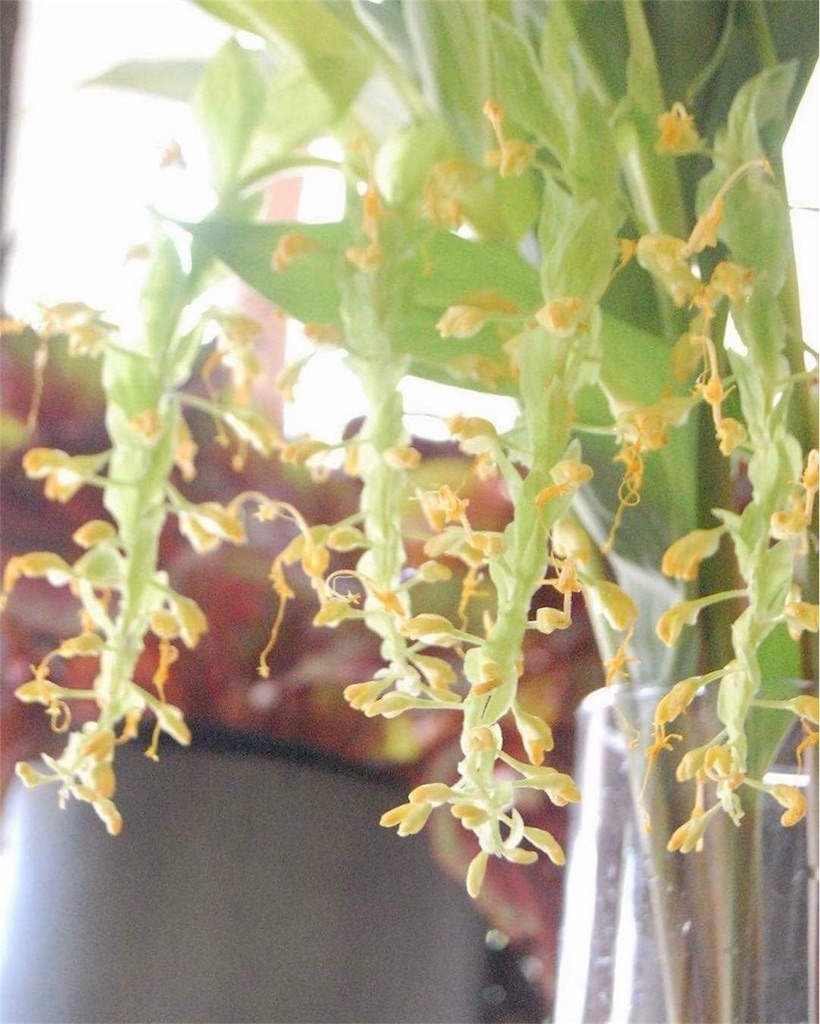 f:id:anima-florist:20180801073403j:image
