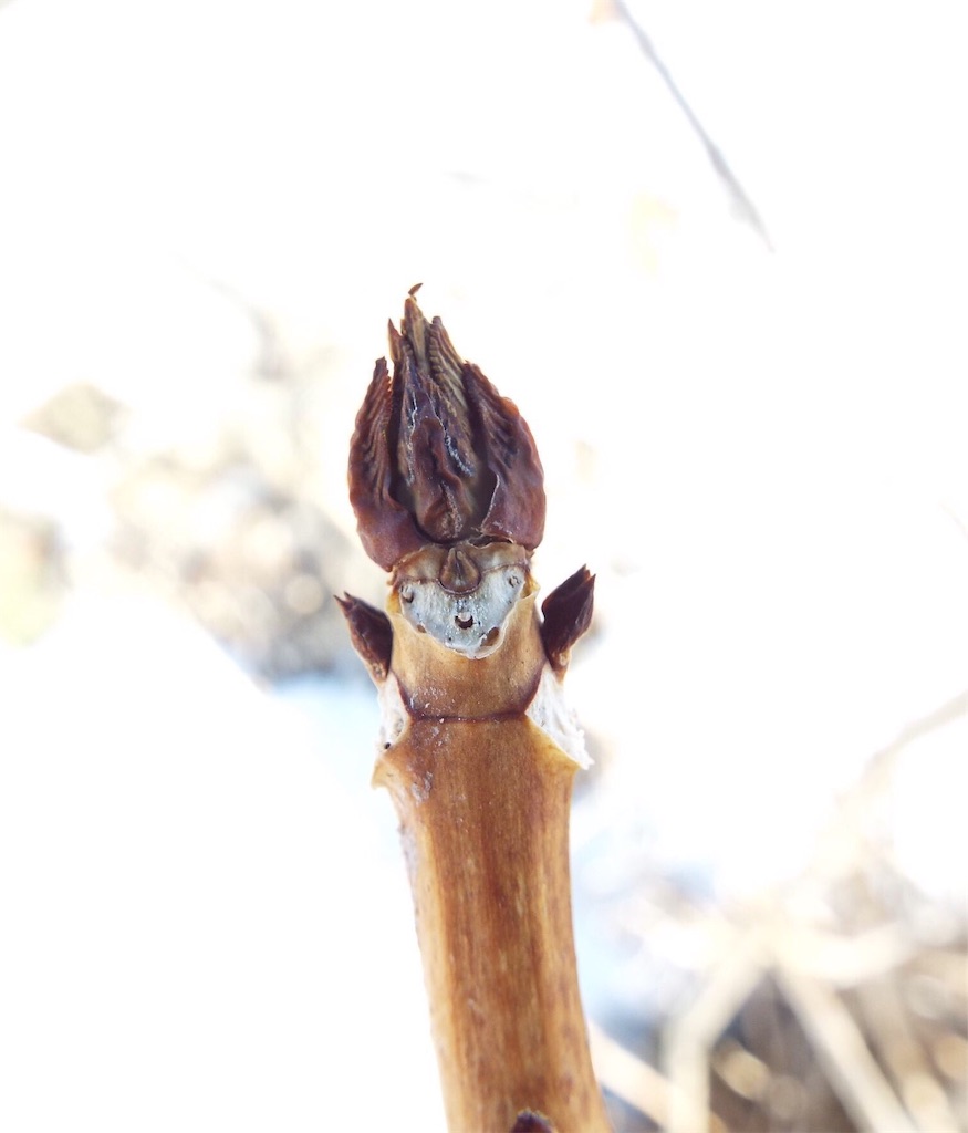 f:id:anima1trai1:20190126005603j:image