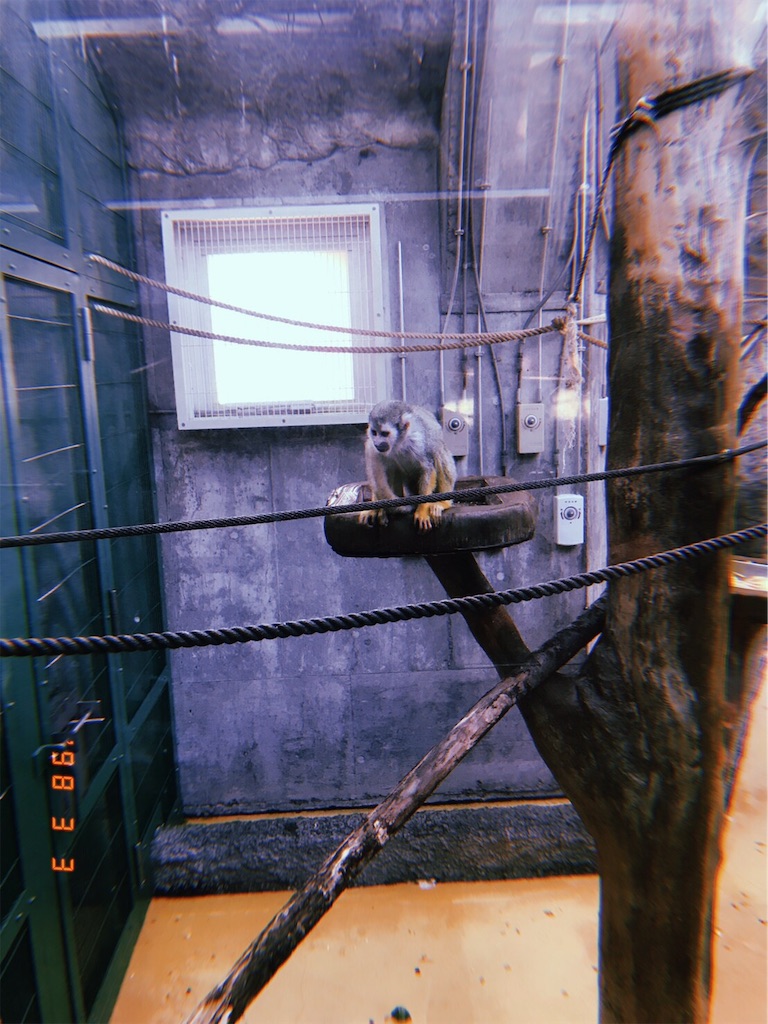 f:id:anima1trai1:20190307095037j:image f:id:anima1trai1:20190307095037j:image