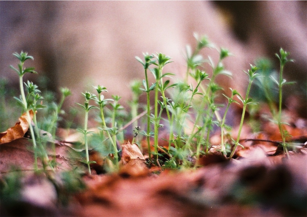 f:id:anima1trai1:20190310002637j:image f:id:anima1trai1:20190310002637j:image