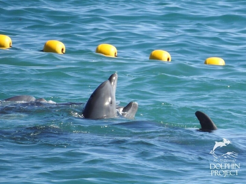 redcove1028a.jpg