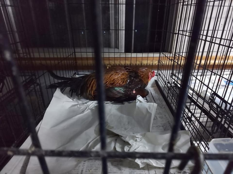 2018oki104.jpg