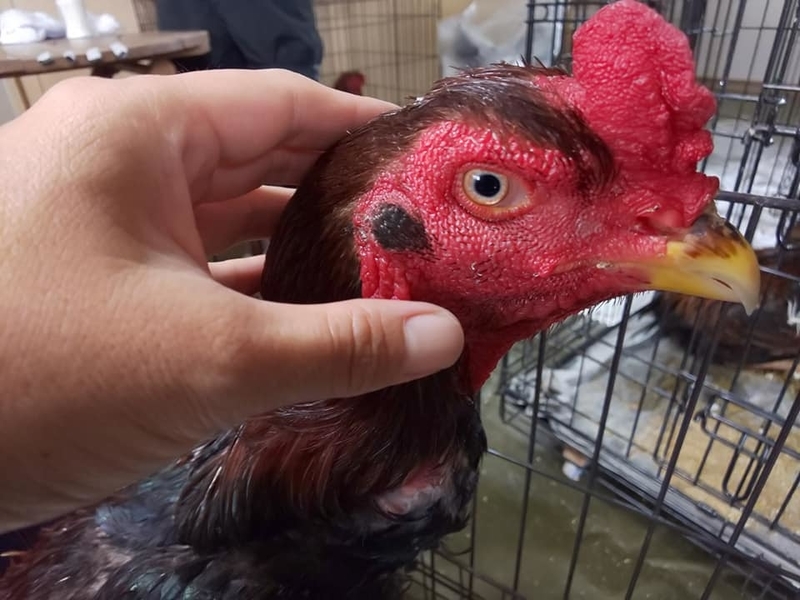 2018oki160.jpg