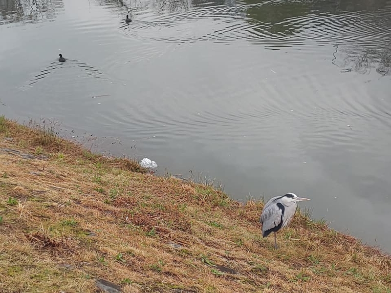 kamogawagomi1.jpg