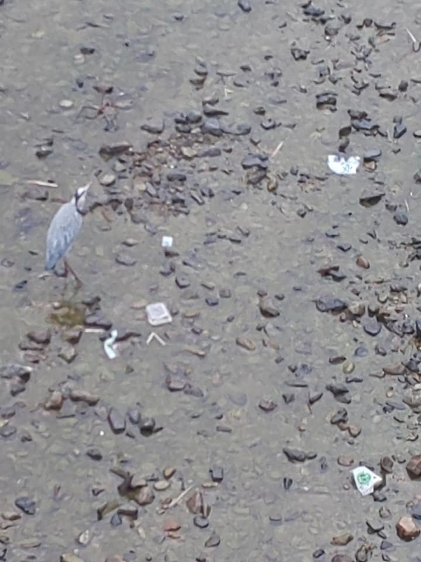kamogawagomi10.jpg