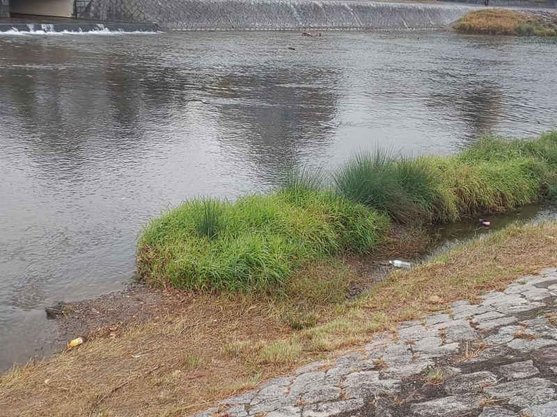 kamogawagomi2.jpg