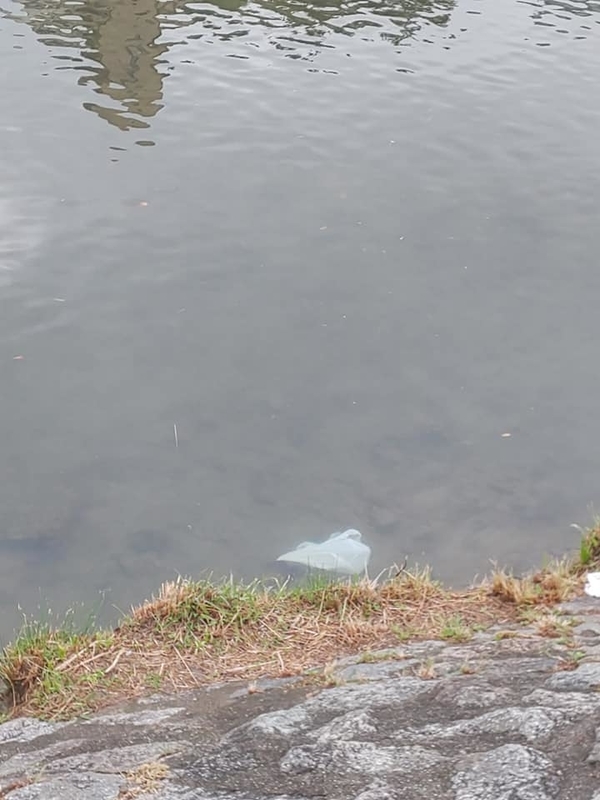 kamogawagomi4.jpg