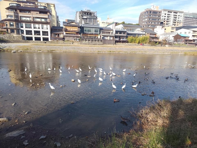 kamogawagomi6.jpg