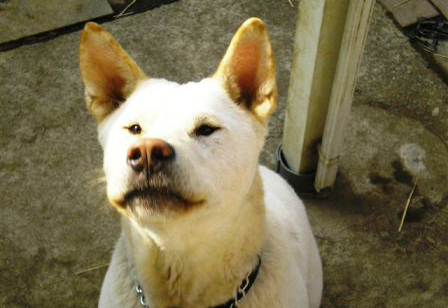 [犬][幸せゲット]