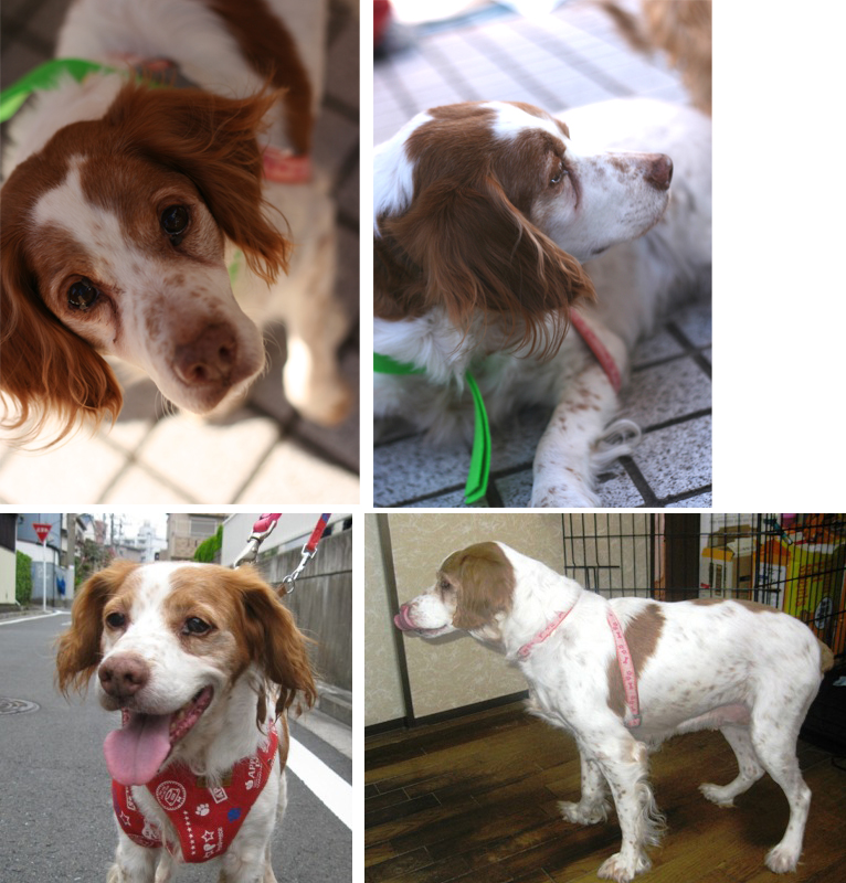 [犬][幸せゲット]