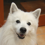 [犬][幸せゲット]