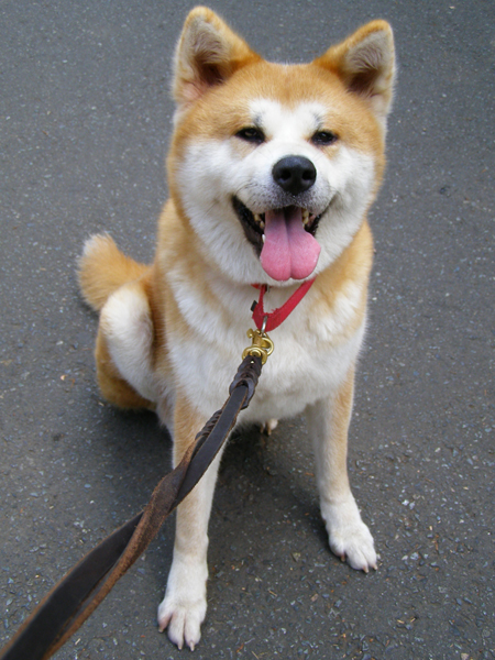 [犬][幸せゲット]