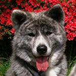 [犬][幸せゲット]