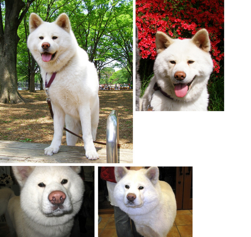 [犬][幸せゲット]