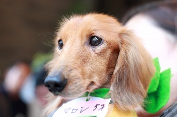 f:id:animal_protections:20111124141209j:image