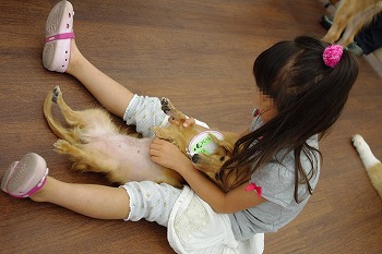 f:id:animal_protections:20111124141239j:image