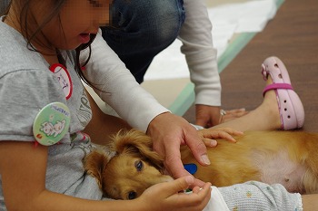f:id:animal_protections:20111124141242j:image