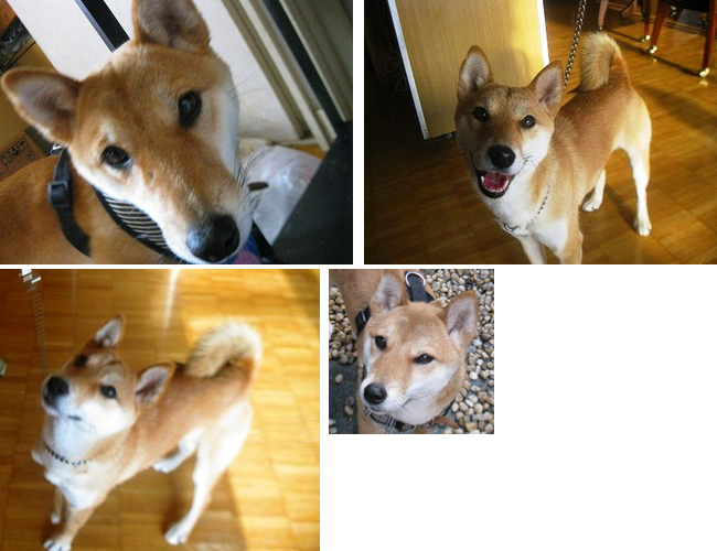 f:id:animal_protections:20111125154255j:image f:id:animal_protections:20111125154255j:image