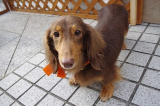 f:id:animal_protections:20111125154256j:image f:id:animal_protections:20111125154256j:image