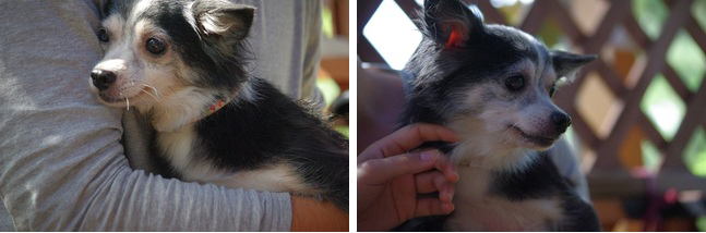 f:id:animal_protections:20111125154258j:image