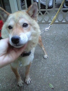f:id:animal_protections:20111125161527j:image f:id:animal_protections:20111125161527j:image
