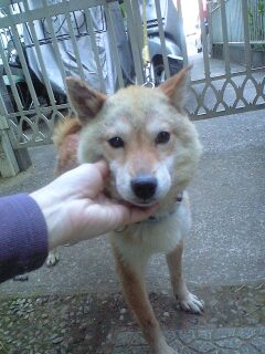 f:id:animal_protections:20111125161528j:image f:id:animal_protections:20111125161528j:image