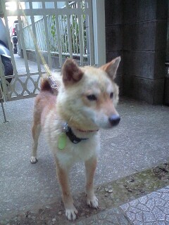 f:id:animal_protections:20111125161529j:image f:id:animal_protections:20111125161529j:image
