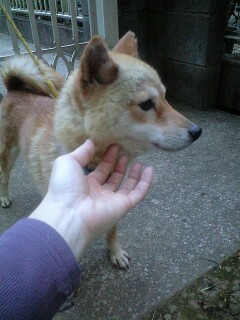 f:id:animal_protections:20111125161530j:image f:id:animal_protections:20111125161530j:image