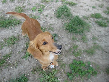 f:id:animal_protections:20111125161614j:image f:id:animal_protections:20111125161614j:image