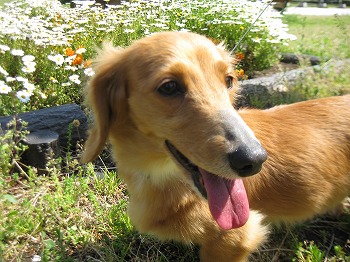 f:id:animal_protections:20111125161615j:image f:id:animal_protections:20111125161615j:image