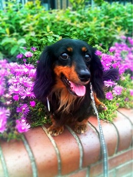 f:id:animal_protections:20111125163515j:image f:id:animal_protections:20111125163515j:image