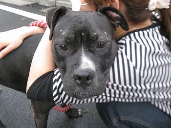 Image result for staffordshire bull terrier 犬 抱きしめる